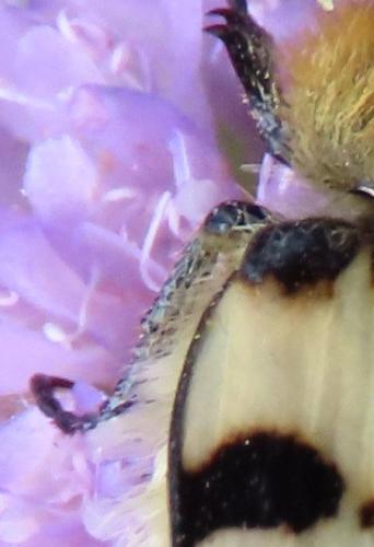 Trichius sp.
